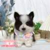 邊境牧羊犬-樂芙幼犬寵物犬舍