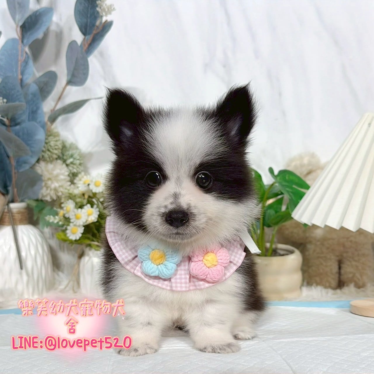邊境牧羊犬-樂芙幼犬寵物犬舍