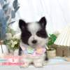 邊境牧羊犬-樂芙幼犬寵物犬舍
