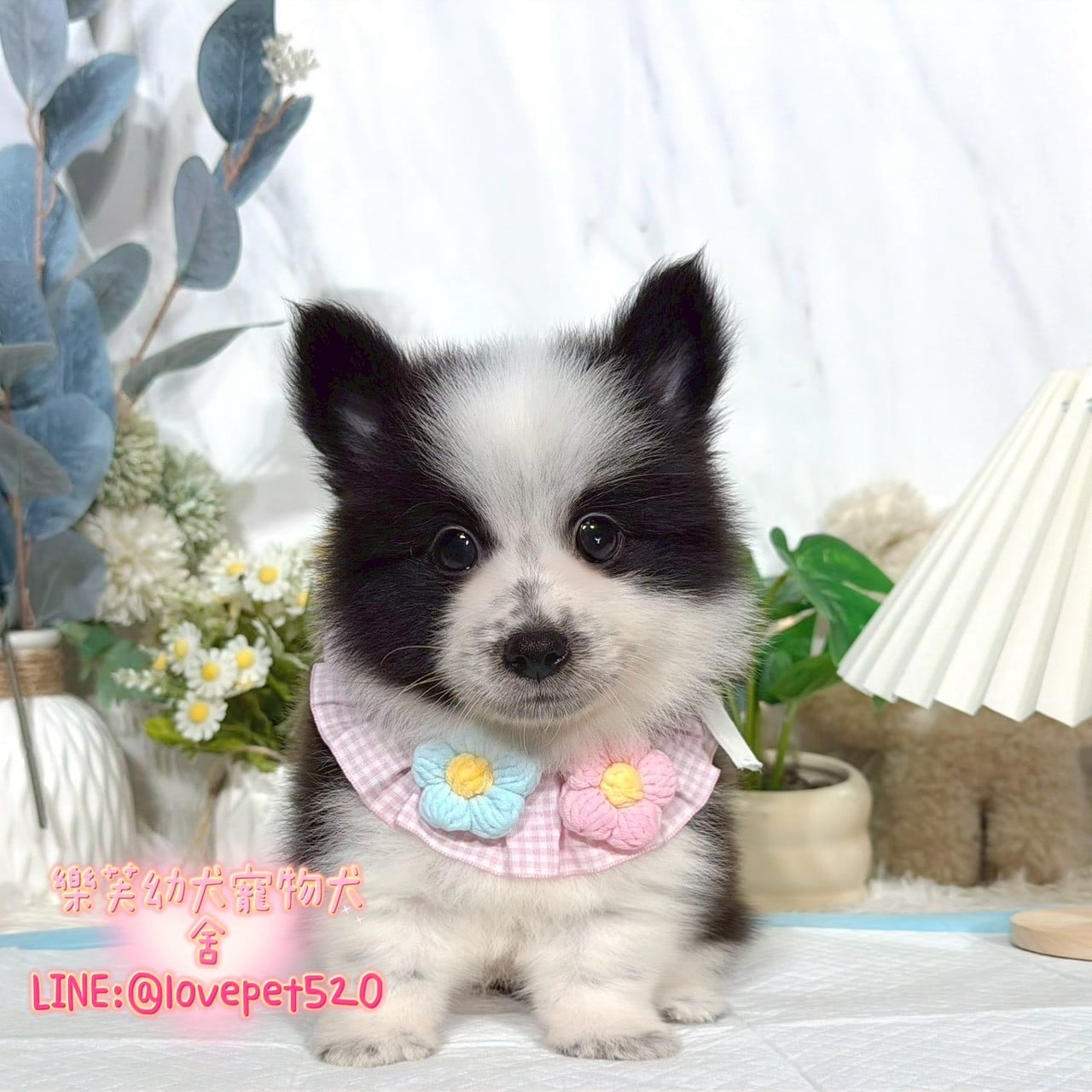 邊境牧羊犬-樂芙幼犬寵物犬舍