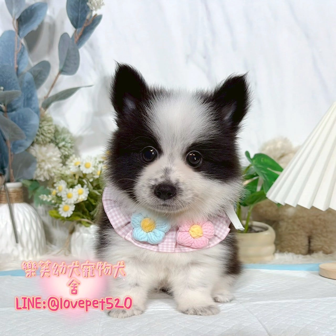邊境牧羊犬-樂芙幼犬寵物犬舍
