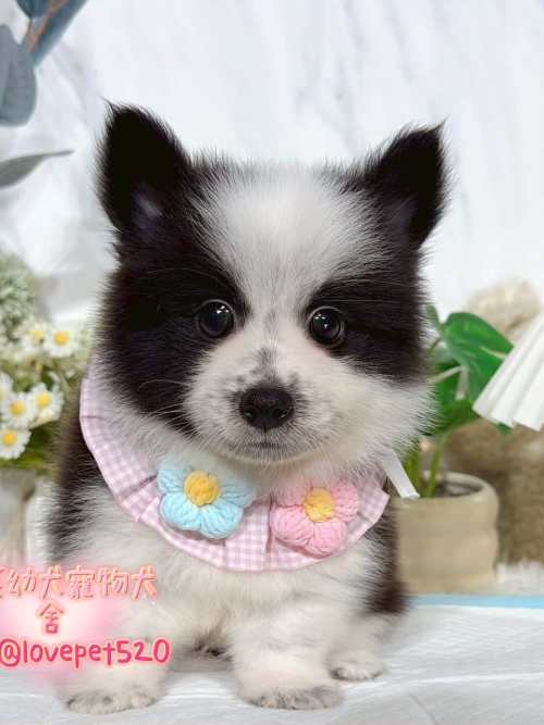 邊境牧羊犬-樂芙幼犬寵物犬舍 邊境牧羊犬-樂芙幼犬寵物犬舍
