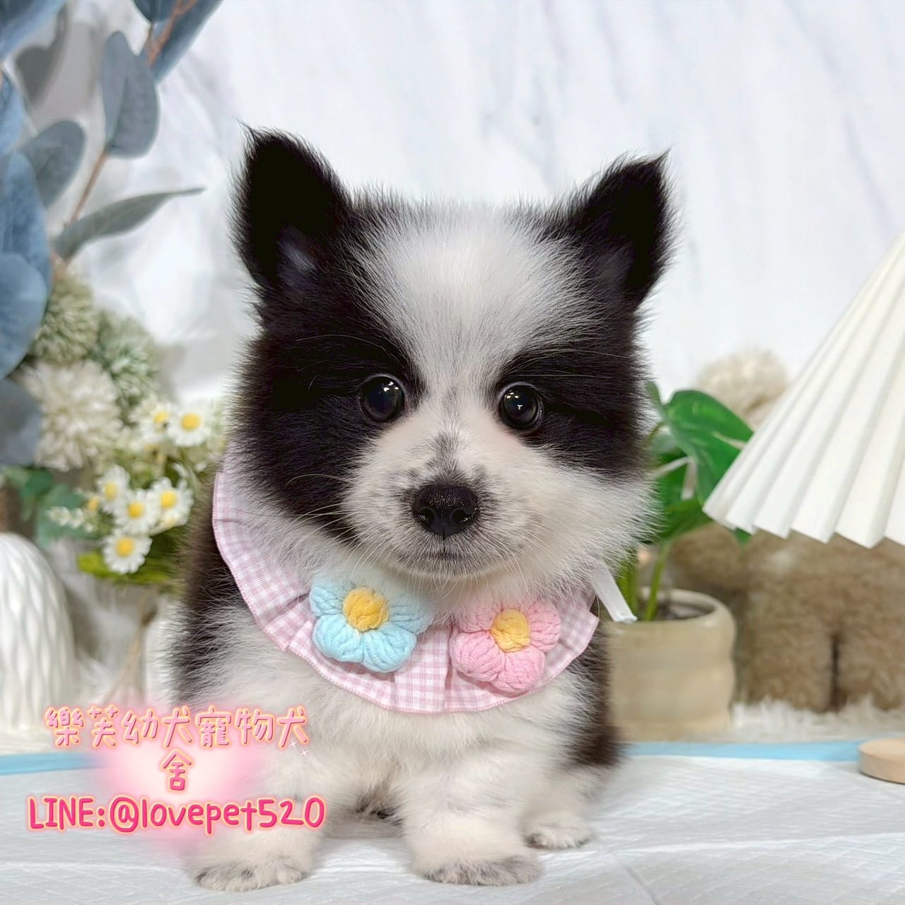 邊境牧羊犬-樂芙幼犬寵物犬舍