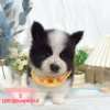 邊境牧羊犬-樂芙幼犬寵物犬舍