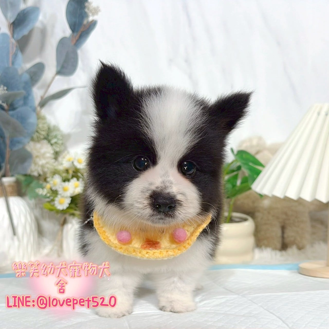 邊境牧羊犬-樂芙幼犬寵物犬舍