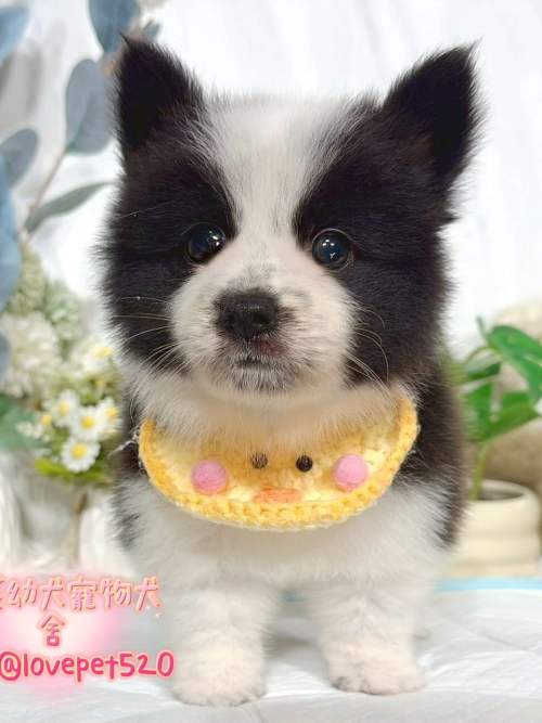 邊境牧羊犬-樂芙幼犬寵物犬舍 邊境牧羊犬-樂芙幼犬寵物犬舍