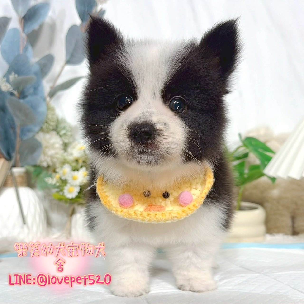 邊境牧羊犬-樂芙幼犬寵物犬舍