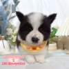 邊境牧羊犬-樂芙幼犬寵物犬舍