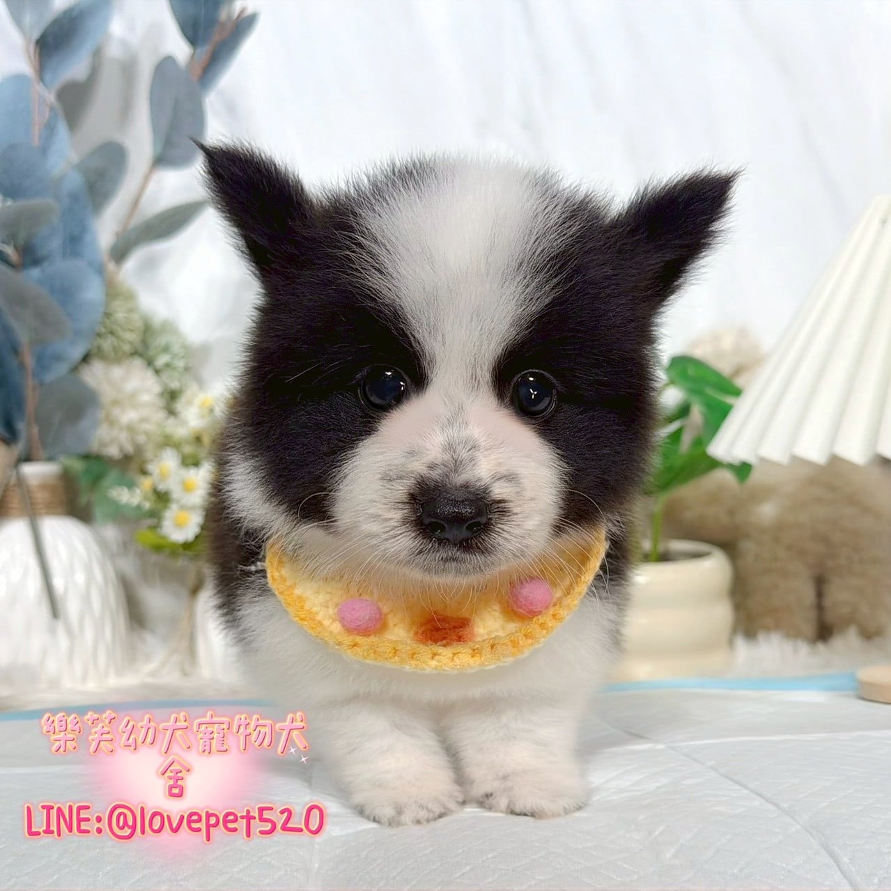 邊境牧羊犬-樂芙幼犬寵物犬舍