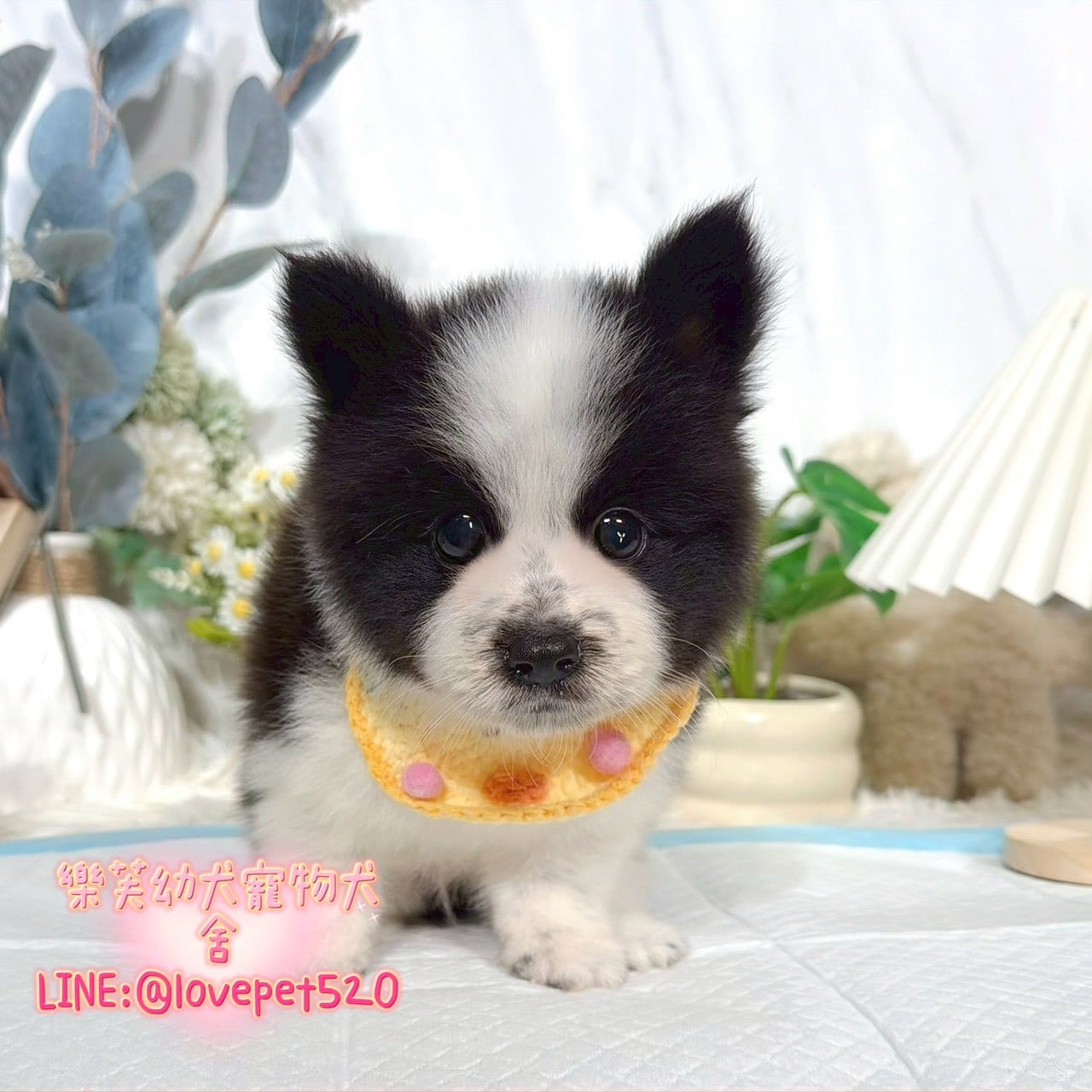 邊境牧羊犬-樂芙幼犬寵物犬舍