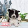 邊境牧羊犬-樂芙幼犬寵物犬舍