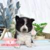 邊境牧羊犬-樂芙幼犬寵物犬舍