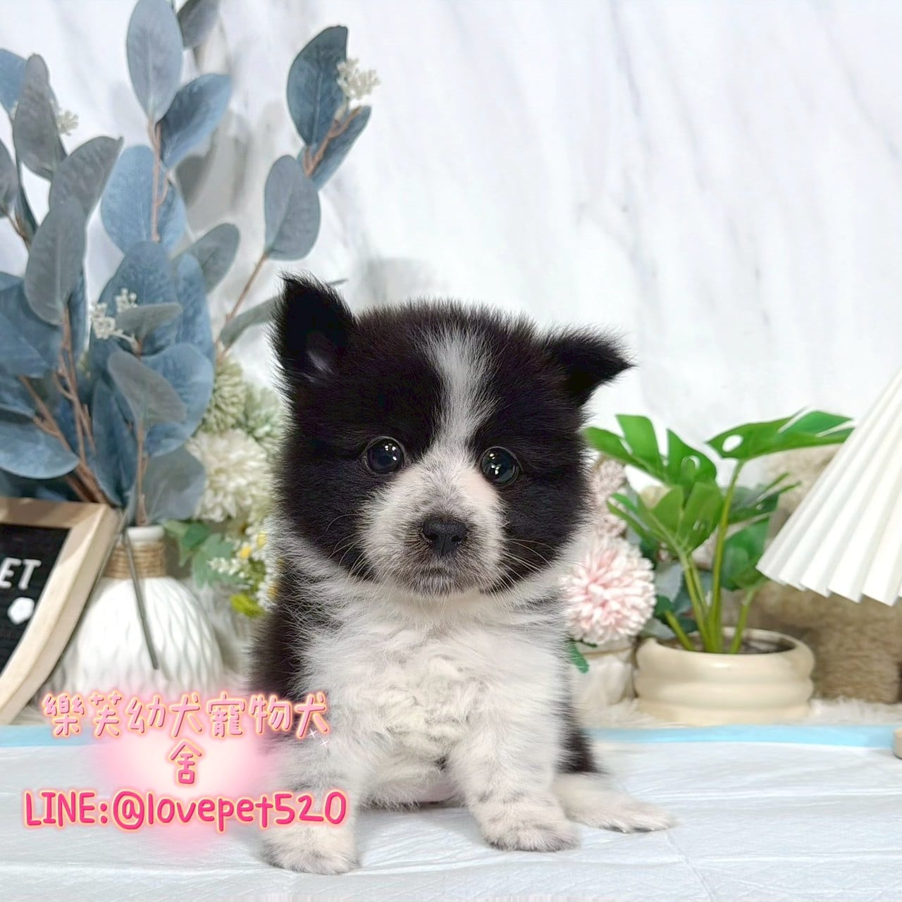 邊境牧羊犬-樂芙幼犬寵物犬舍