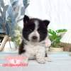 邊境牧羊犬-樂芙幼犬寵物犬舍