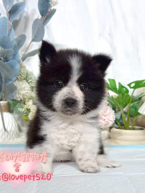 邊境牧羊犬-樂芙幼犬寵物犬舍 邊境牧羊犬-樂芙幼犬寵物犬舍
