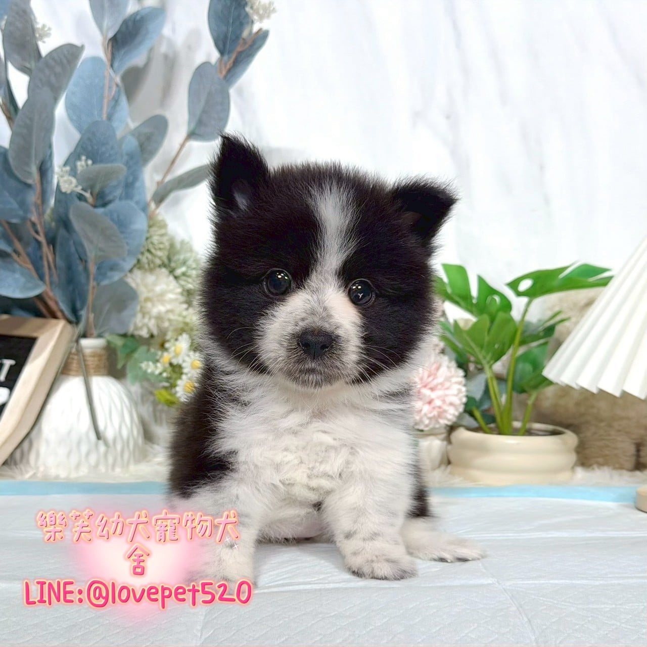 邊境牧羊犬-樂芙幼犬寵物犬舍