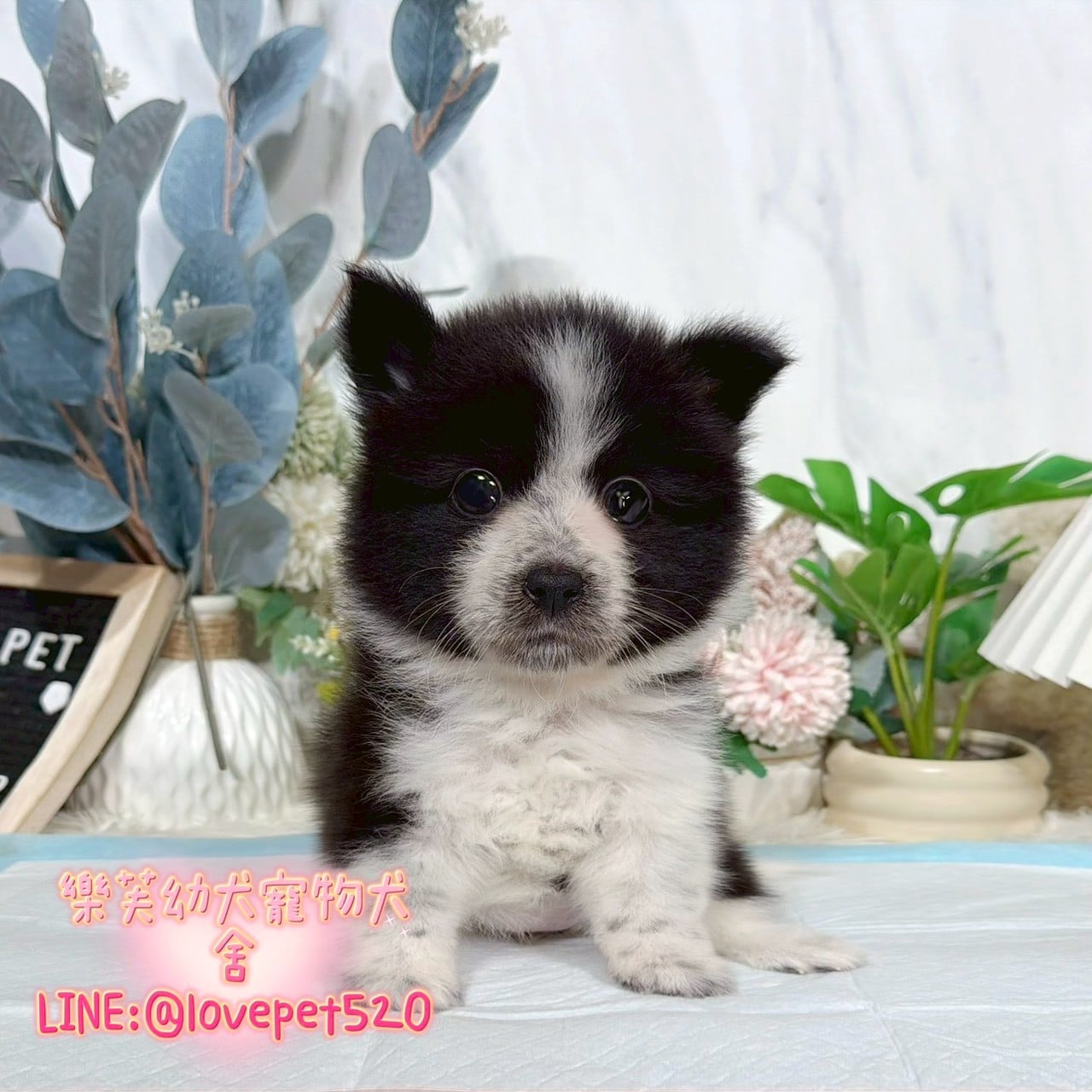 邊境牧羊犬-樂芙幼犬寵物犬舍
