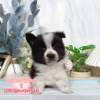 邊境牧羊犬-樂芙幼犬寵物犬舍