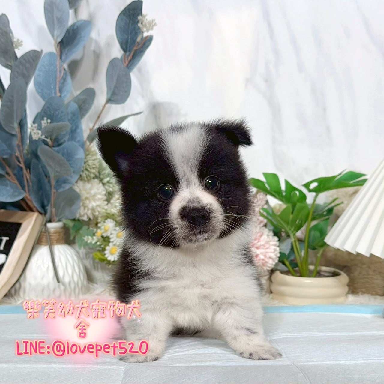 邊境牧羊犬-樂芙幼犬寵物犬舍