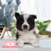 邊境牧羊犬-樂芙幼犬寵物犬舍