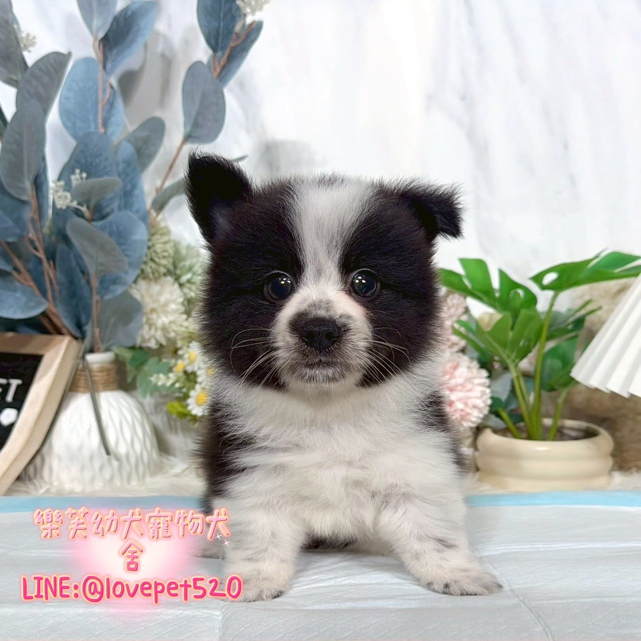 邊境牧羊犬-樂芙幼犬寵物犬舍