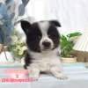 邊境牧羊犬-樂芙幼犬寵物犬舍