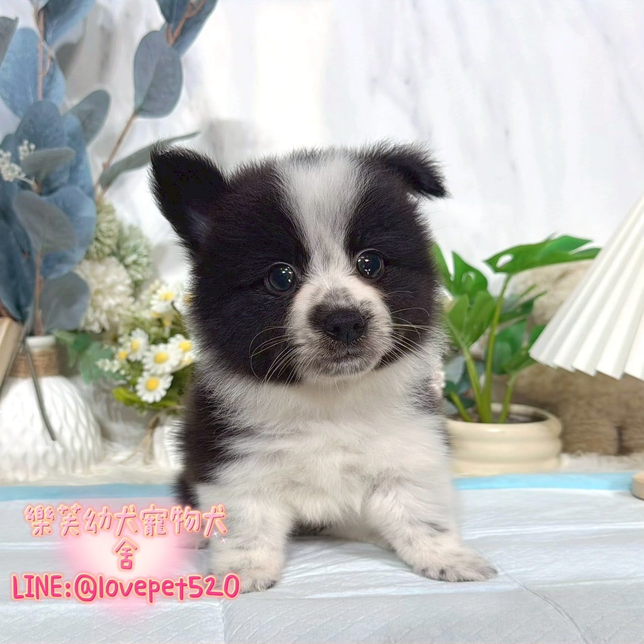 邊境牧羊犬-樂芙幼犬寵物犬舍