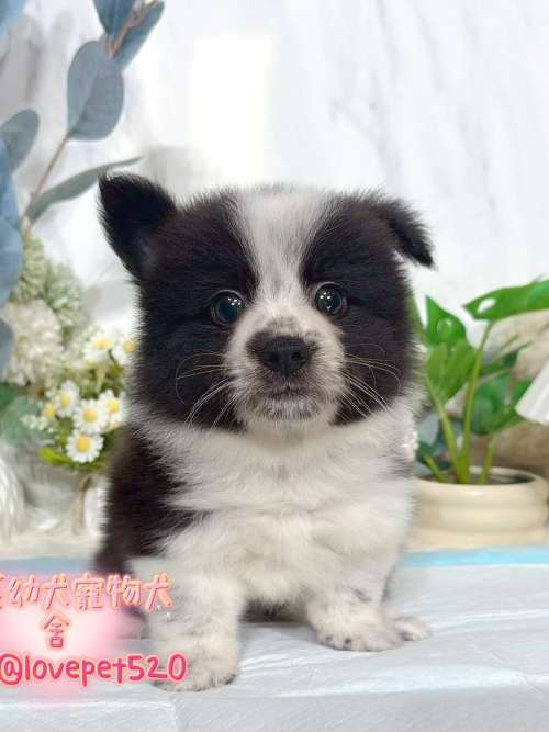 邊境牧羊犬-樂芙幼犬寵物犬舍 邊境牧羊犬-樂芙幼犬寵物犬舍