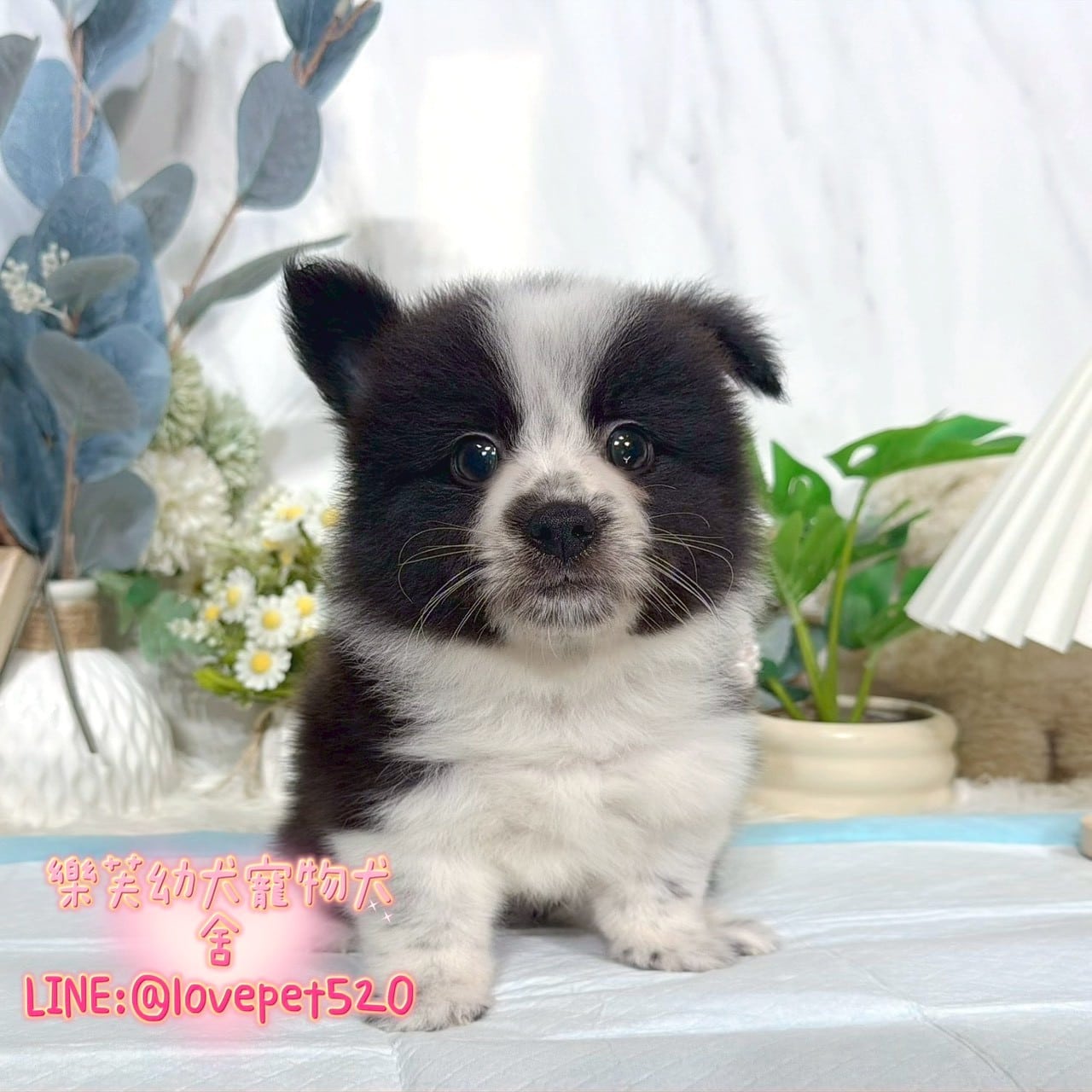 邊境牧羊犬-樂芙幼犬寵物犬舍
