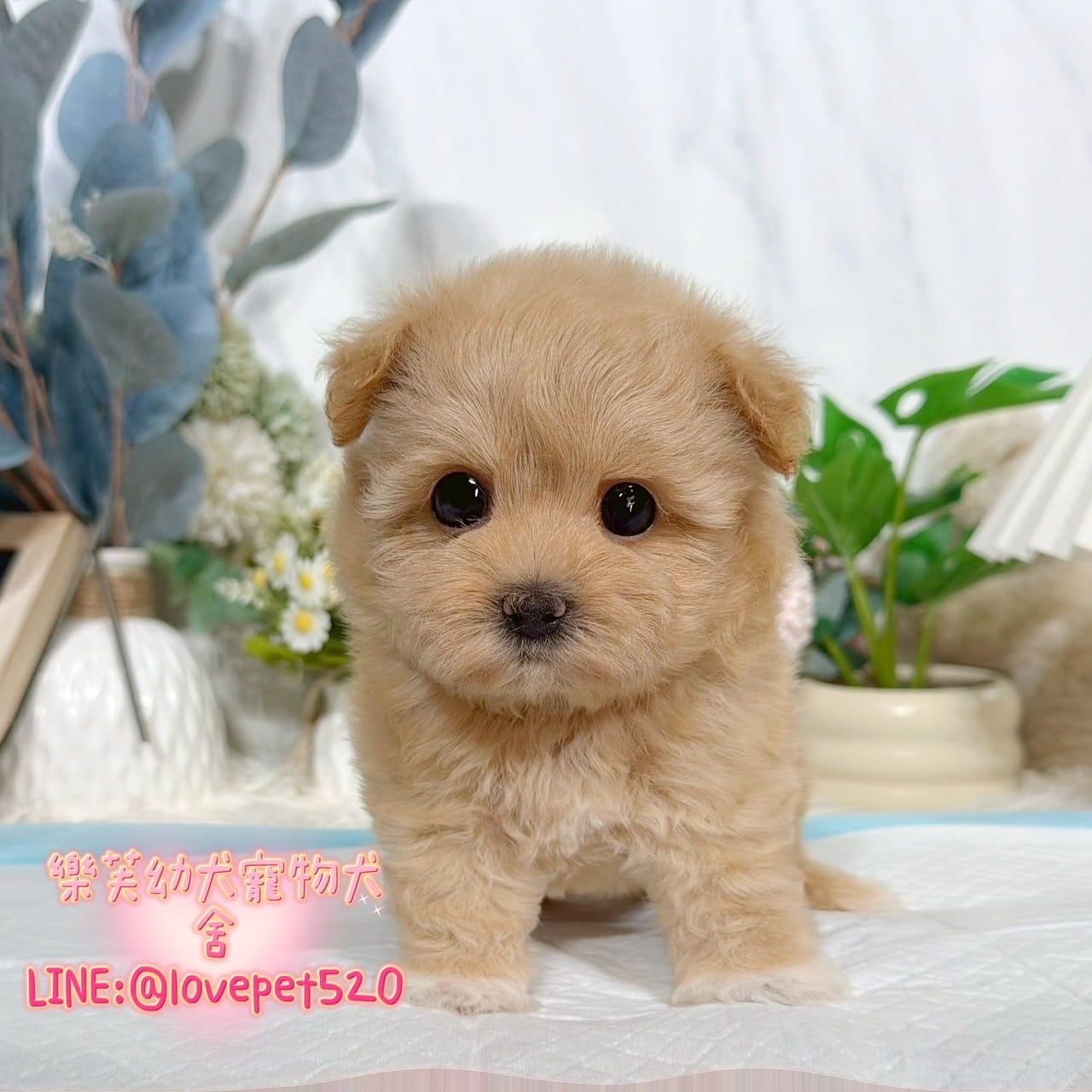 馬爾泰迪-樂芙幼犬寵物犬舍