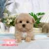 馬爾泰迪-樂芙幼犬寵物犬舍