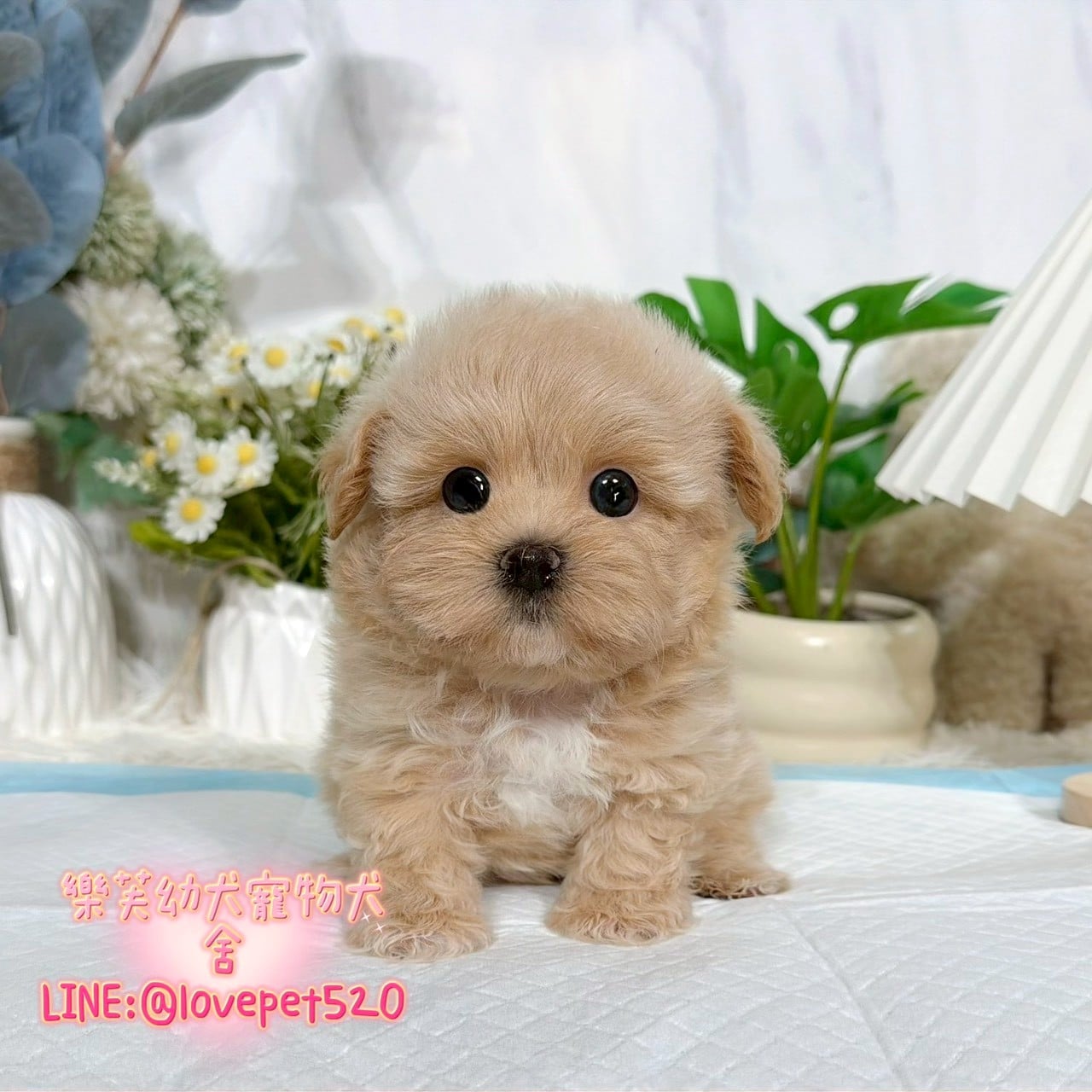 馬爾泰迪-樂芙幼犬寵物犬舍
