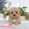馬爾泰迪-樂芙幼犬寵物犬舍