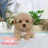 馬爾泰迪-樂芙幼犬寵物犬舍