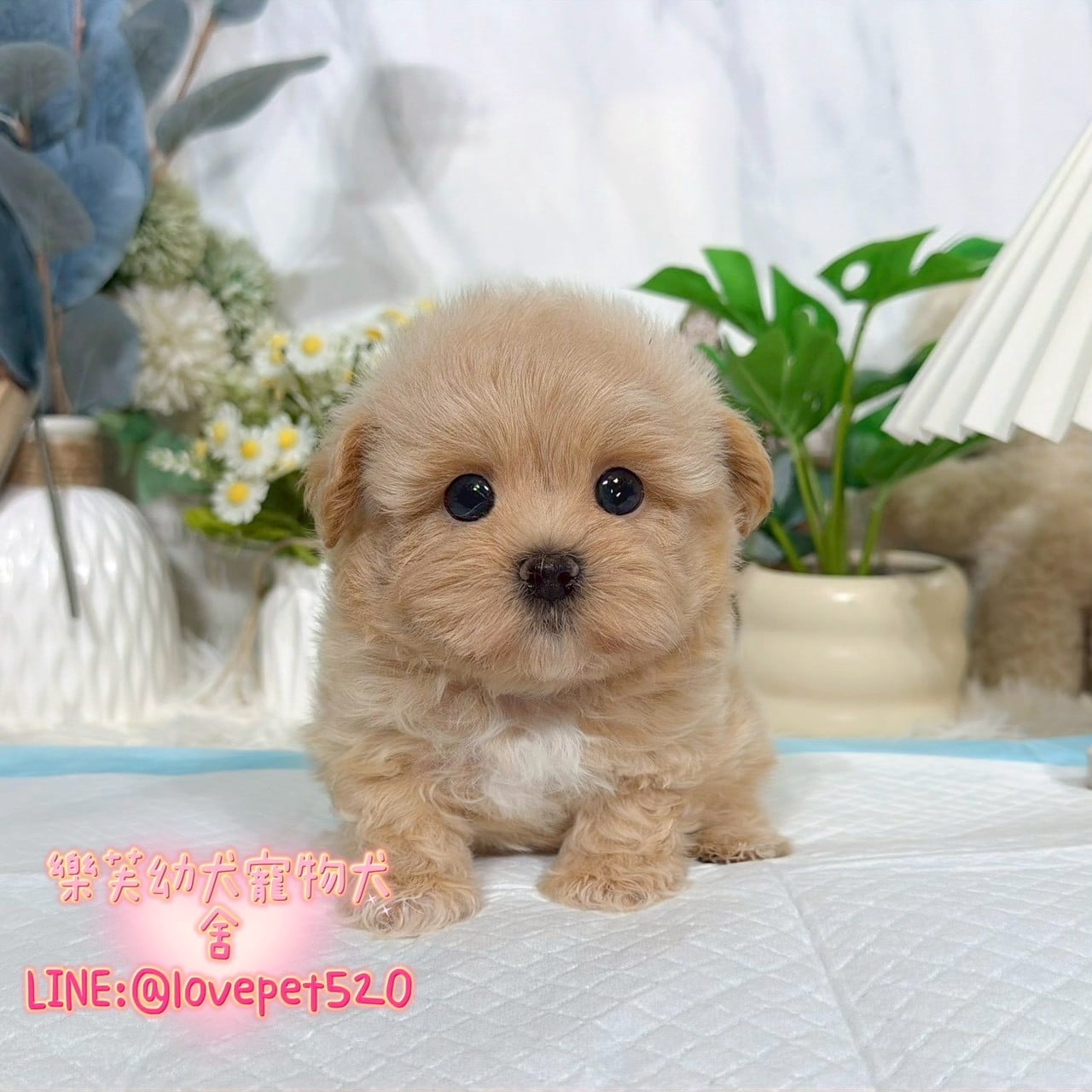 馬爾泰迪-樂芙幼犬寵物犬舍