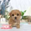 馬爾泰迪-樂芙幼犬寵物犬舍