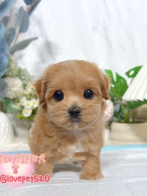 馬爾泰迪-樂芙幼犬寵物犬舍 馬爾泰迪-樂芙幼犬寵物犬舍