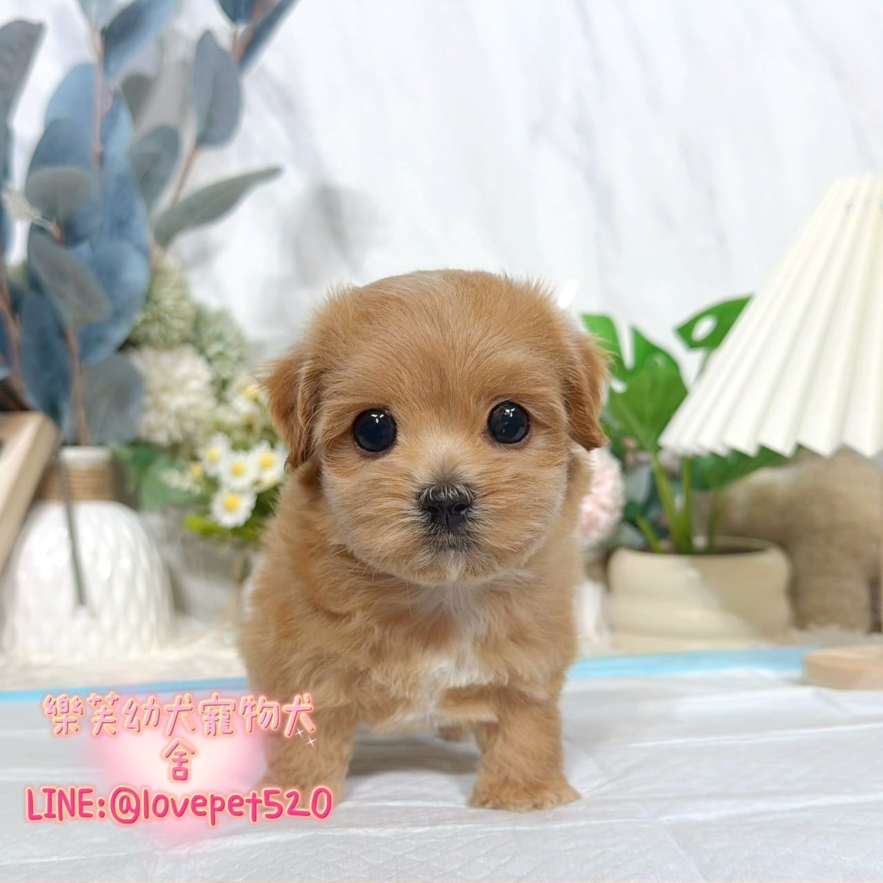 馬爾泰迪-樂芙幼犬寵物犬舍