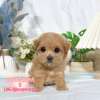 馬爾泰迪-樂芙幼犬寵物犬舍