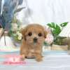 馬爾泰迪-樂芙幼犬寵物犬舍