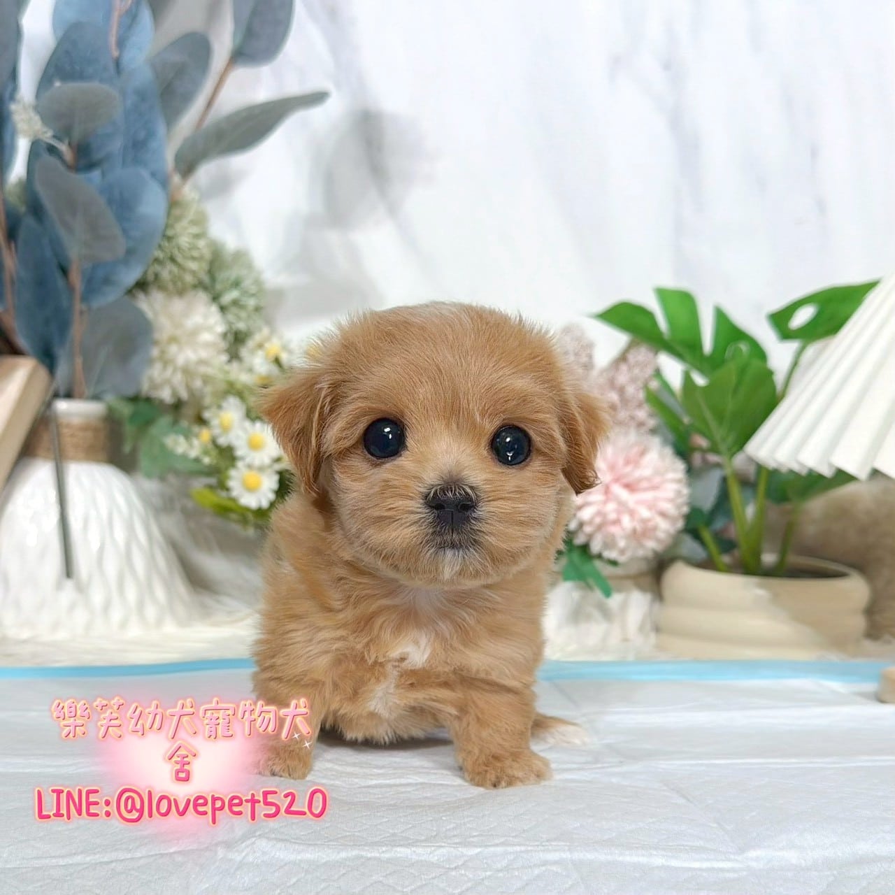 馬爾泰迪-樂芙幼犬寵物犬舍