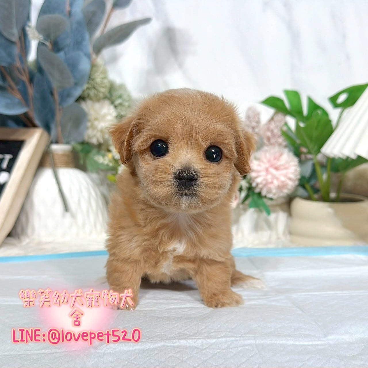 馬爾泰迪-樂芙幼犬寵物犬舍