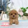 馬爾泰迪-樂芙幼犬寵物犬舍