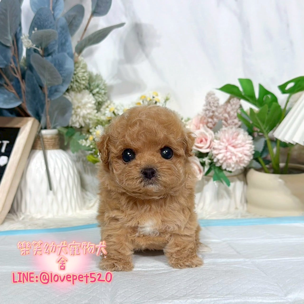 馬爾泰迪-樂芙幼犬寵物犬舍