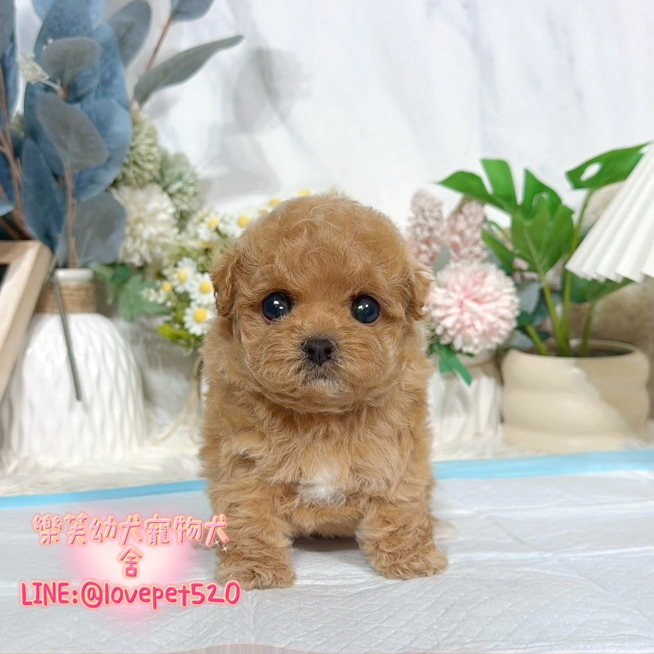 馬爾泰迪-樂芙幼犬寵物犬舍