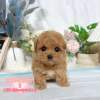 馬爾泰迪-樂芙幼犬寵物犬舍