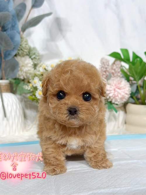 馬爾泰迪-樂芙幼犬寵物犬舍 馬爾泰迪-樂芙幼犬寵物犬舍