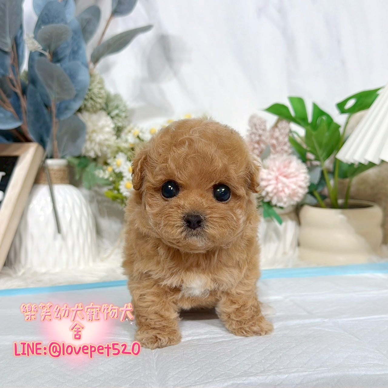 馬爾泰迪-樂芙幼犬寵物犬舍