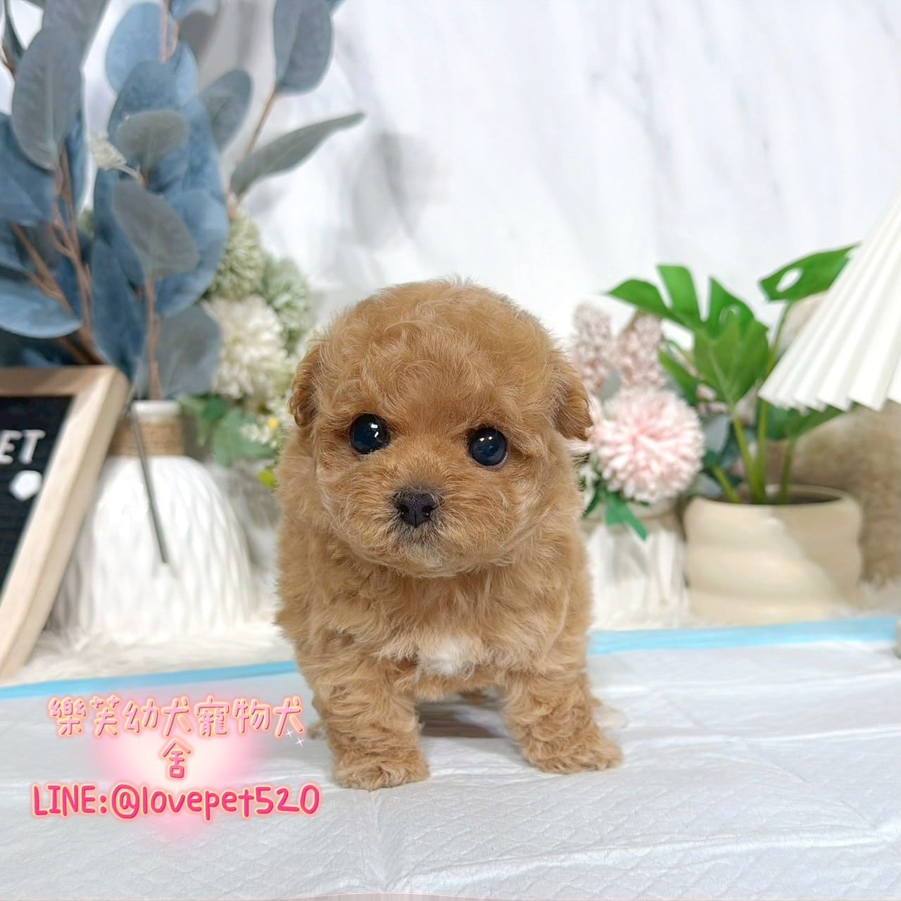 馬爾泰迪-樂芙幼犬寵物犬舍