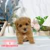 馬爾泰迪-樂芙幼犬寵物犬舍